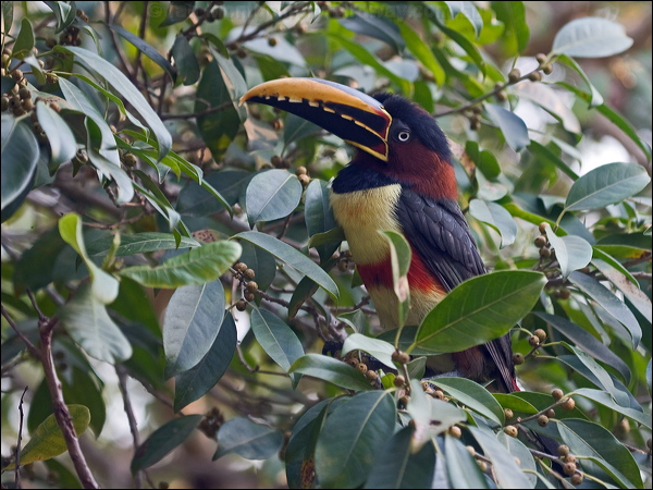 Chestnut-eared Ara&ccedil;ari chestnutear_aracari_202926.psd