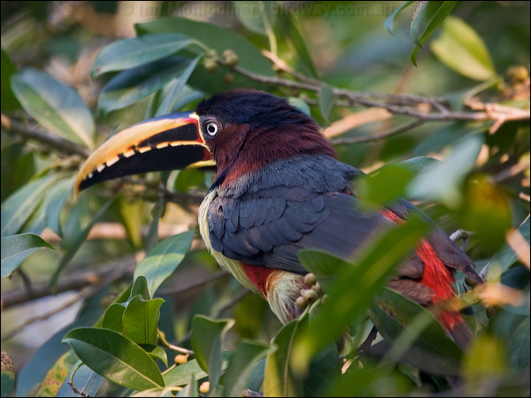 Chestnut-eared Ara&ccedil;ari chestnutear_aracari_202941.psd