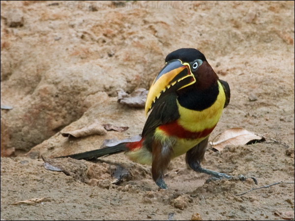 Chestnut-eared Ara&ccedil;ari chestnutear_aracari_206442.psd