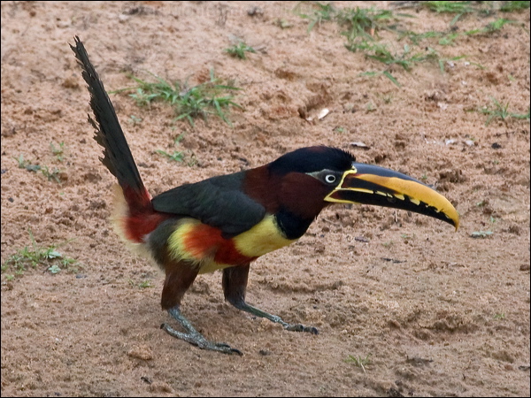 Chestnut-eared Ara&ccedil;ari chestnutear_aracari_206443.psd