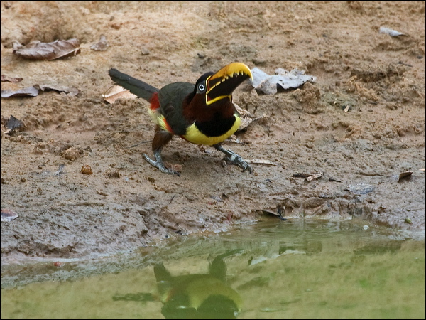 Chestnut-eared Ara&ccedil;ari chestnutear_aracari_206447.psd