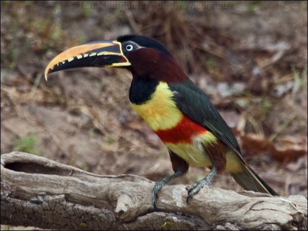 Chestnut-eared Ara&ccedil;ari chestnutear_aracari_206450.psd