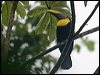 Click here to enter gallery and see photos/pictures/images of Yellow-throated (Chestnut-mandibled) Toucan