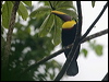 Click here to enter gallery and see photos/pictures/images of Yellow-throated (Chestnut-mandibled) Toucan