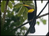 ye_throat_toucan_112522