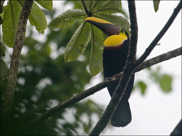 Yellow-throated Toucan ye_throat_toucan_112522.psd