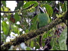 Click here to enter gallery and see photos/pictures/images of Crimson-rumped Toucanet