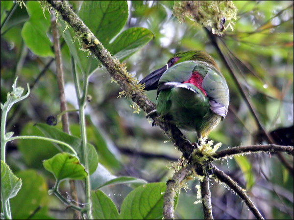 Crimson-rumped Toucanet crimsonrump_toucanet_25582.psd