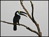 Click here to enter gallery and see photos/pictures/images of White-throated (Cuvier's) Toucan