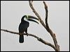 white_throat_toucan_26149