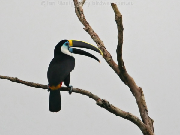 White-throated Toucan white_throat_toucan_26149.psd