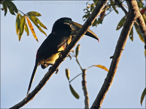 Many-banded Aracari many_banded_aracari_26591.psd