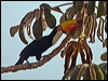 Click here to enter gallery and see photos/pictures/images of Toco Toucan
