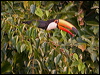 toco_toucan_204416