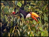 toco_toucan_204420