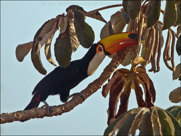 Toco Toucan toco_toucan_201883.psd