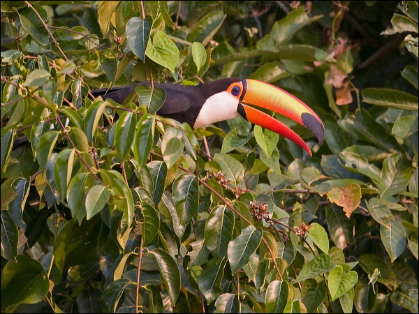 Toco Toucan toco_toucan_204416.psd