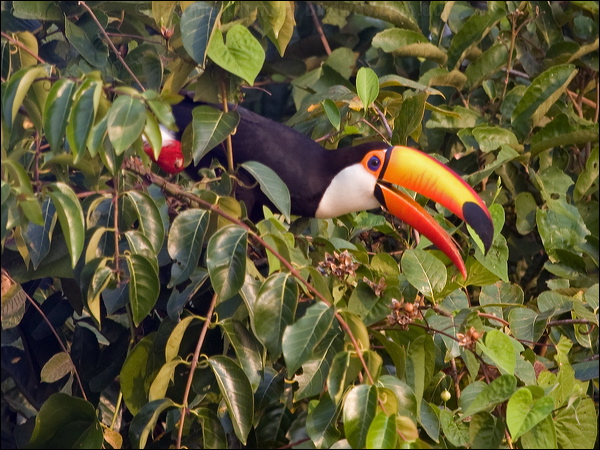 Toco Toucan toco_toucan_204420.psd