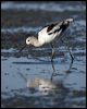 american_avocet_109800