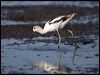 american_avocet_109801