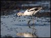 american_avocet_109812