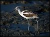 american_avocet_109835