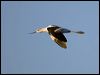 american_avocet_110457
