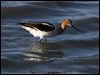 american_avocet_69627