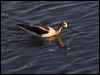 american_avocet_69682