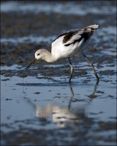 American Avocet american_avocet_109800.psd