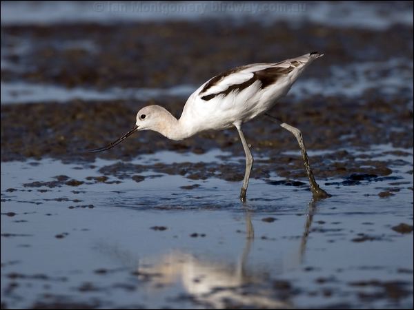 American Avocet american_avocet_109801.psd