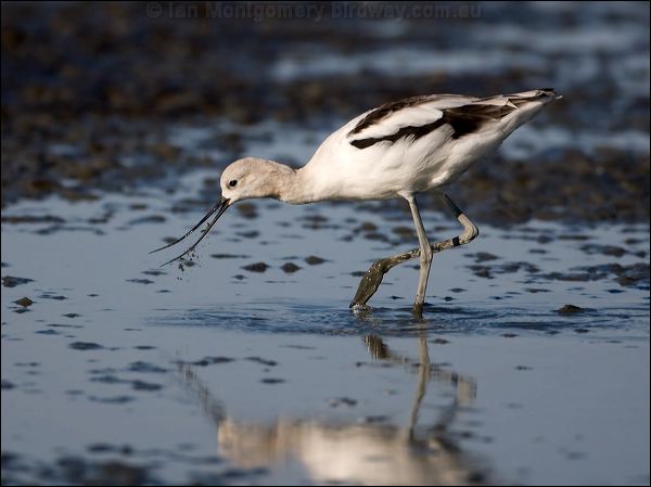 American Avocet american_avocet_109812.psd