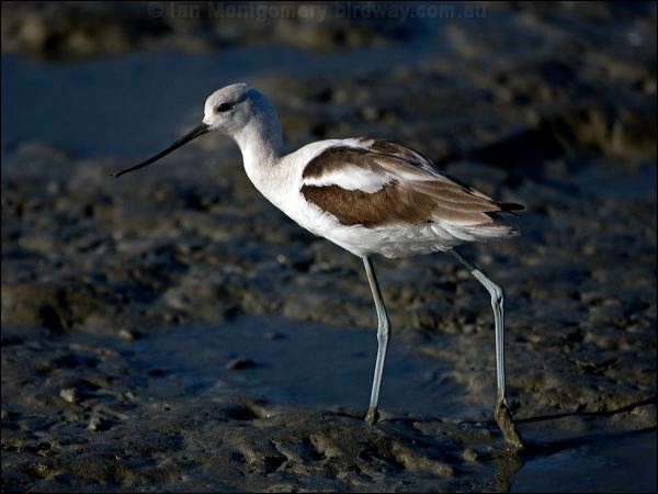American Avocet american_avocet_109835.psd