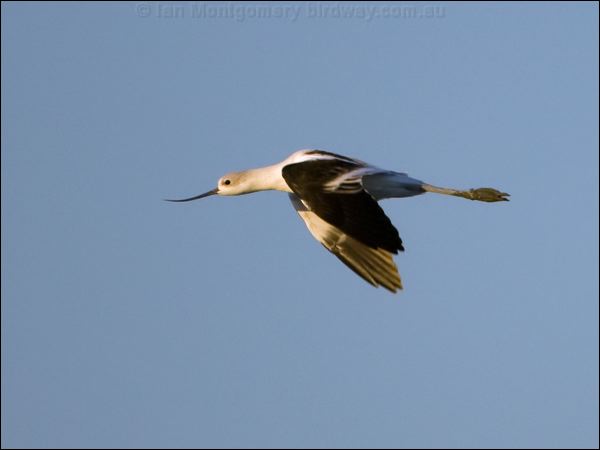 American Avocet american_avocet_110457.psd