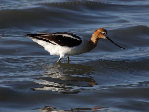 American Avocet american_avocet_69627.psd