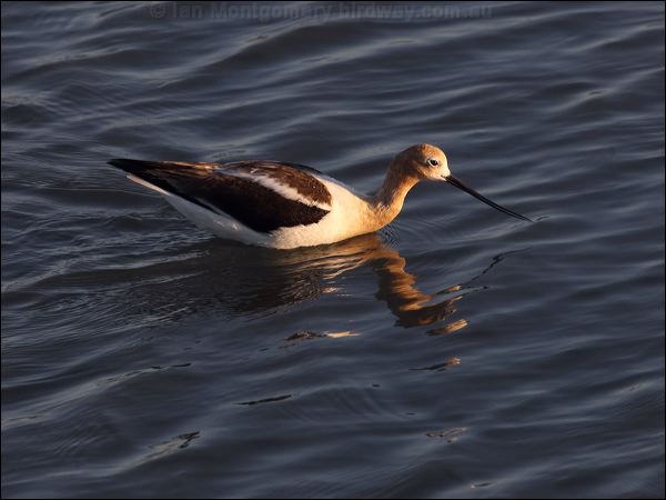 American Avocet american_avocet_69682.psd