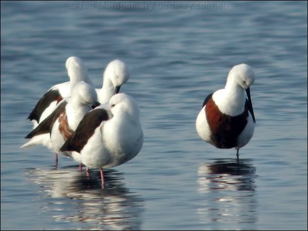 Banded Stilt banded_stilt_01134.psd