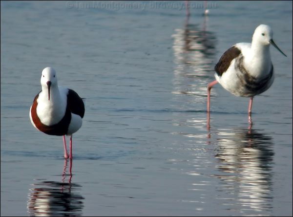 Banded Stilt banded_stilt_01135.psd