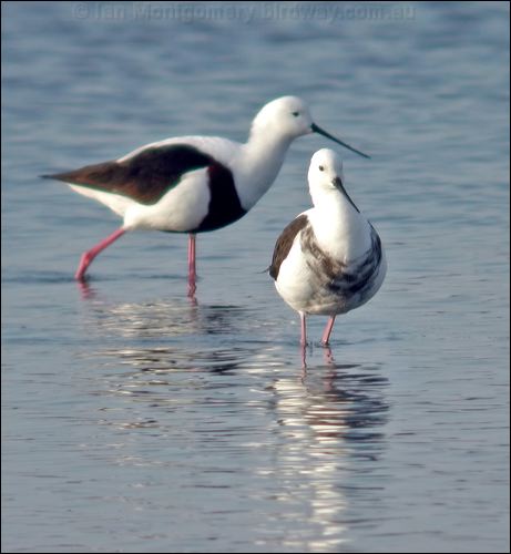 Banded Stilt banded_stilt_01137.psd