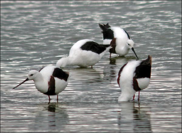 Banded Stilt banded_stilt_03971.psd