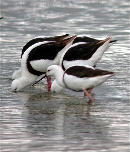Banded Stilt banded_stilt_03973.psd