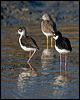 black_necked_stilt_109873