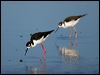 black_necked_stilt_109923