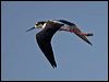 black_necked_stilt_110372