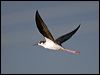 black_necked_stilt_110382