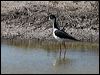 black_necked_stilt_69256