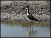 black_necked_stilt_69257