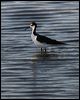 black_necked_stilt_69675