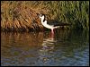 black_necked_stilt_69677