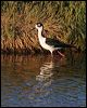 black_necked_stilt_69678